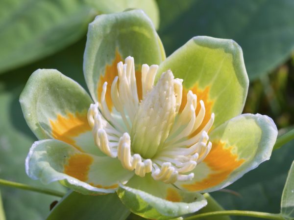 American tulip tree (Liriodendron tulipifera) flower